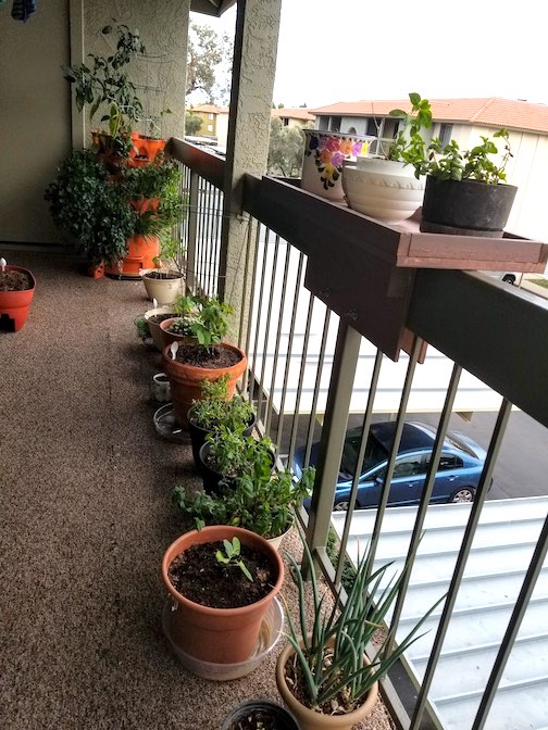 Apartment balcony with an organic garden and worm farm