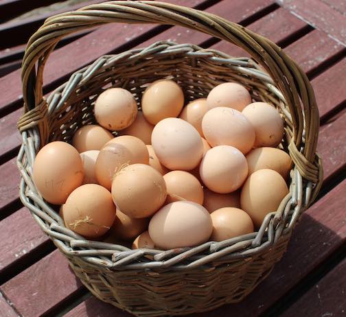Fresh brown farm picked eggs with some straw on them. In a basket.