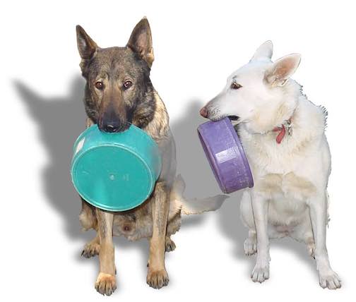 2 German Shepherd dogs holding food bowls.