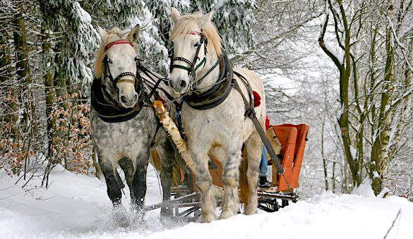 The teamwork of horsepower. Two white horses pulling a sled in the snow.