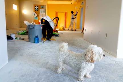 Painting the inside of an apartment with a white dog in the foreground.