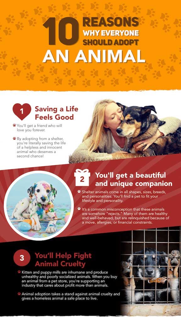 Pet Rescue Infographic 1