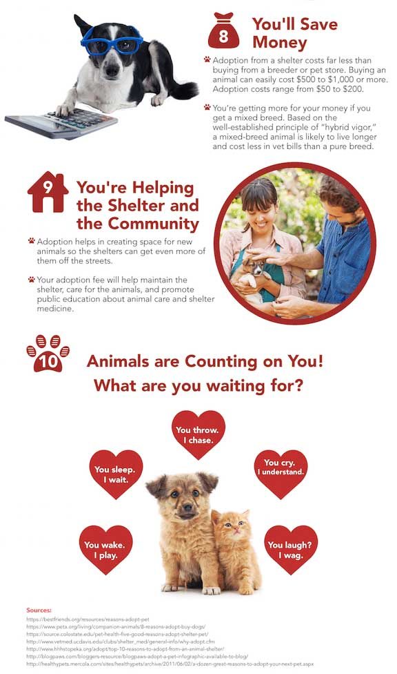 Pet Rescue Infographic 3 - Save money and help a shelter