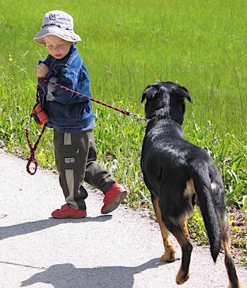 A young boy walking a dog.