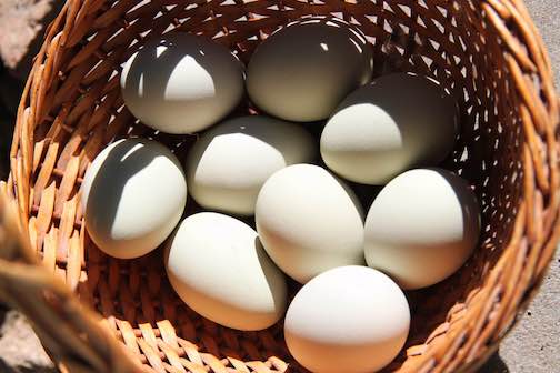Fresh white eggs in a brown wicker basket.